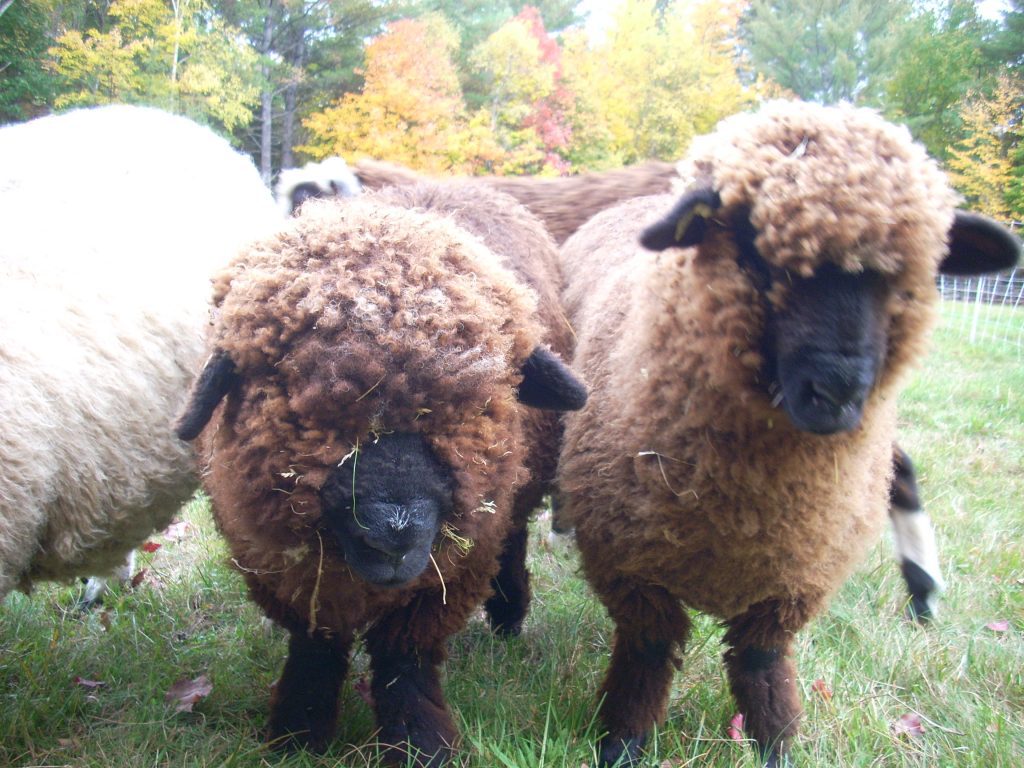 Sheep at a Wrinkle in Thyme Farm, Sumner, Maine