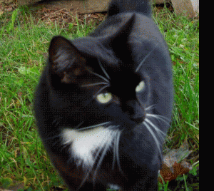 Mrs. Whatsit is our black barn cat.