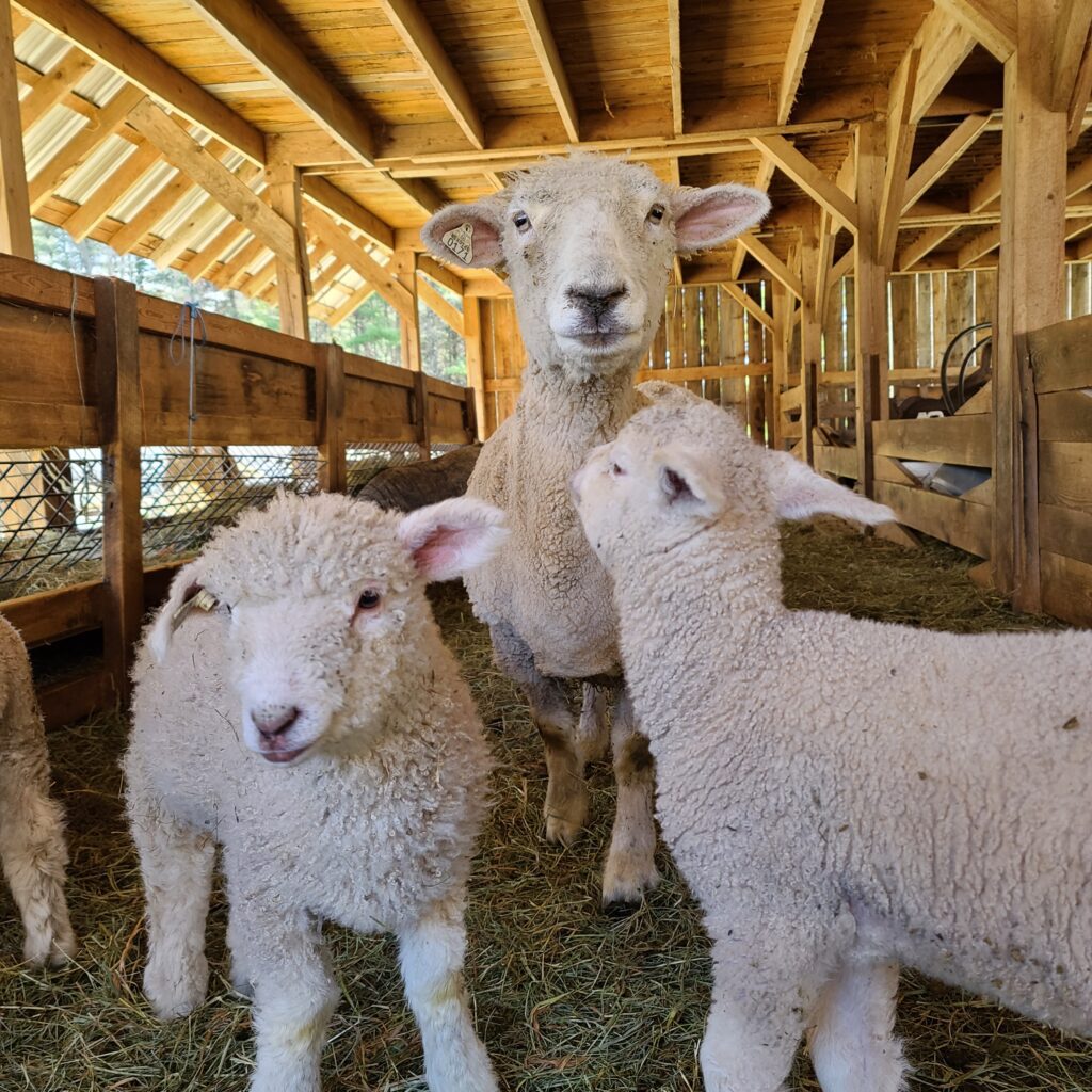 Expanding the barns at a Wrinkle in Thyme Farm, Sumner, Maine