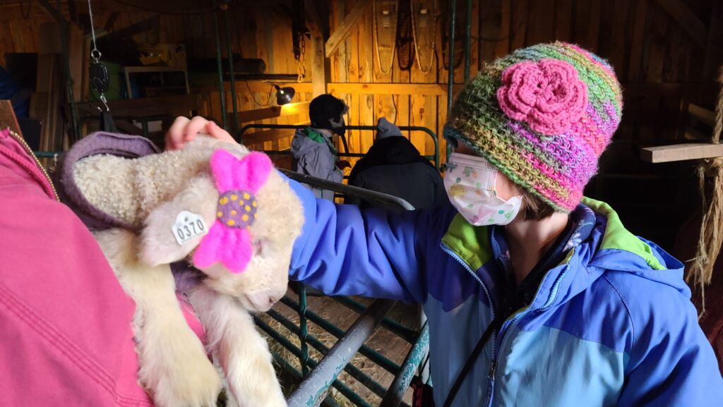 Adopt-a-Lamb-at-a-Wrinkle-in-Thyme-Farm-Maine